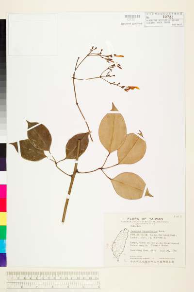 中文種名:披針葉茉莉花學名:Jasminum lanceolarium Roxb.