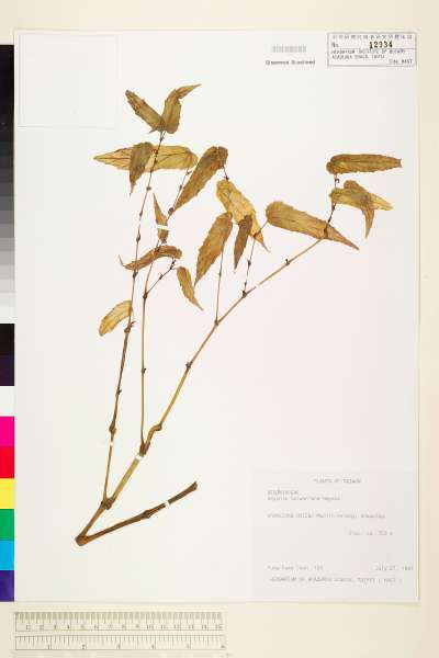中文種名:台灣秋海棠學名:Begonia taiwaniana Hayata