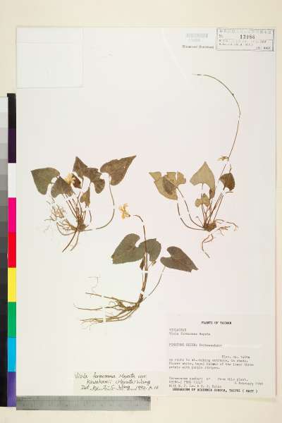 中文種名:Viola formosana Hayata var. kawakamii (Hayata) Wang