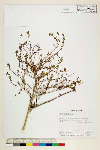 中文種名:台灣糯米條學名:Abelia ionandra Hayata