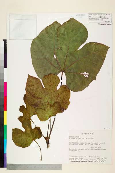 中文種名:梧桐學名:Firmiana simplex (L.) W. F. Wight