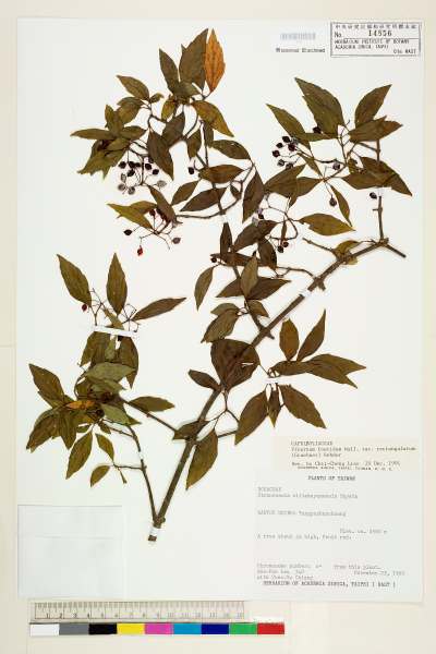 中文種名:狹葉莢蒾學名:Viburnum foetidem Wall. var. rectangulatum (Graebner) Rehder