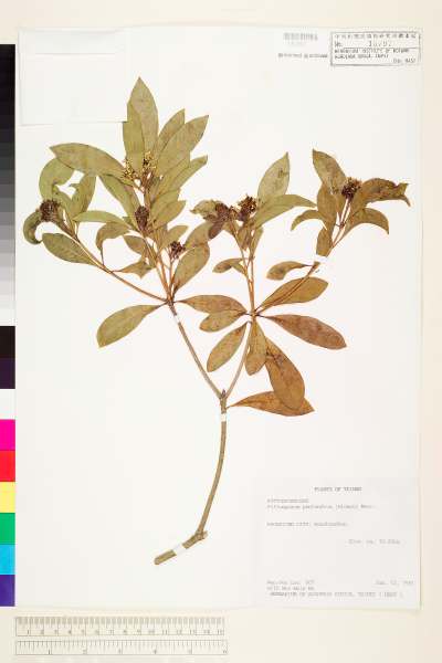 中文種名:七里香