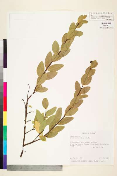 中文種名:南嶺蕘花學名:Wikstroemia indica (L.) C. A. Mey.