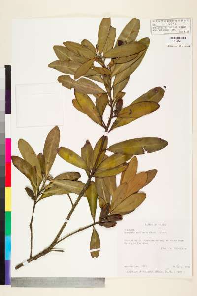 中文種名:大頭茶學名:Gordonia axillaris (Roxb.) Dietr.
