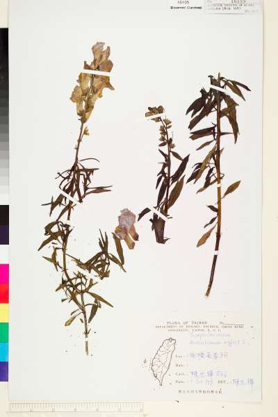 中文種名:金魚草(虎嘴花)