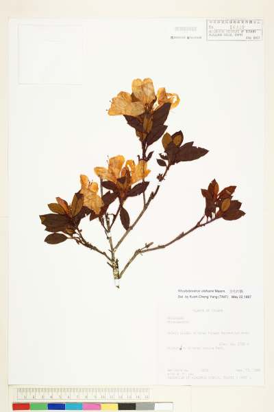 中文種名:金毛杜鵑學名:Rhododendron oldhamii Maxim.