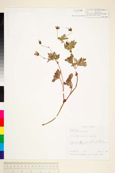 中文種名:單花牻牛兒苗學名:Geranium hayatanum Ohwi