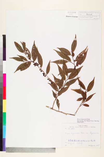 中文種名:細枝柃木學名:Eurya loquaiana Dunn