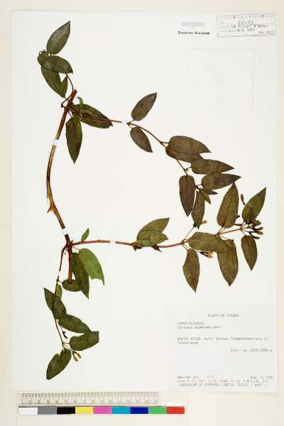 中文種名:阿里山忍冬學名:Lonicera acuminata Wall.