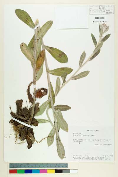 中文種名:Gnaphalium formosanum Hayata