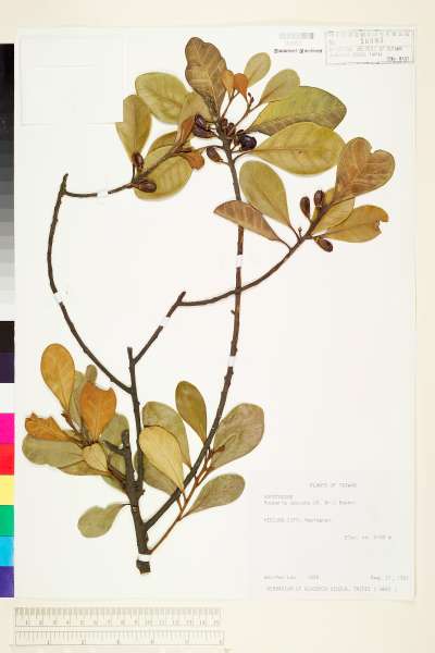 中文種名:山欖(樹青)學名:Pouteria obovata (R. Brown) Baehni