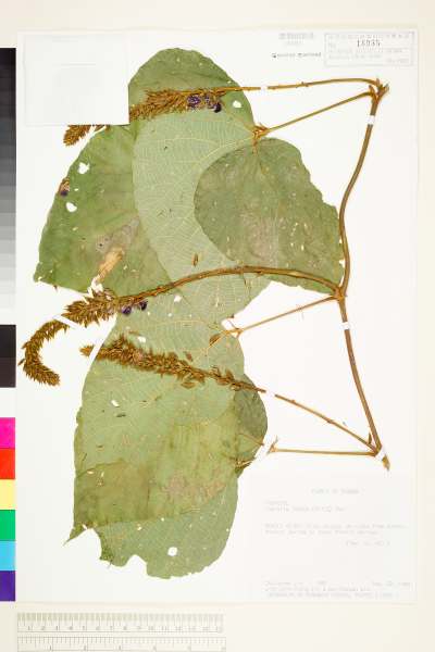 中文種名:Pueraria lobata (Willd.) Ohwi