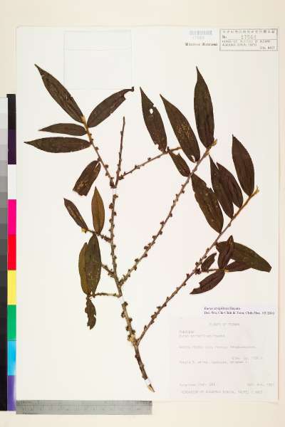 中文種名:粗毛柃木學名:Eurya strigillosa Hayata