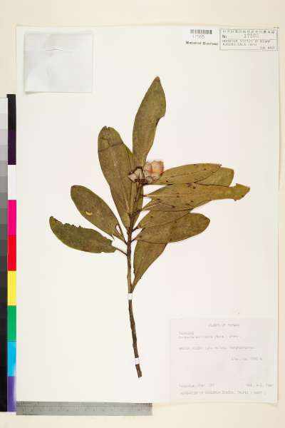 中文種名:大頭茶學名:Gordonia axillaris (Roxb.) Dietr.