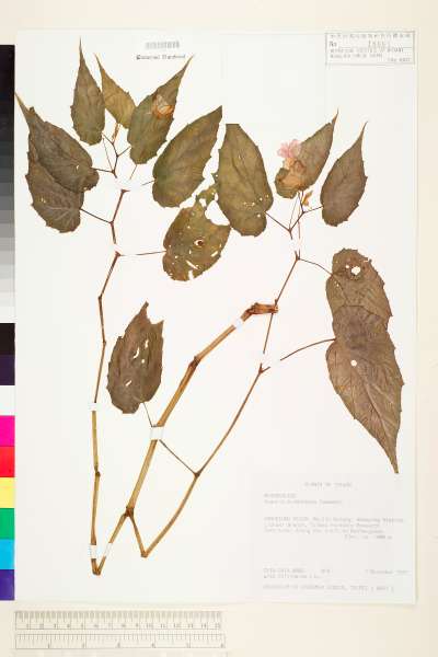 中文種名:武威山秋海棠學名:Begonia ×buimontana Yamam.
