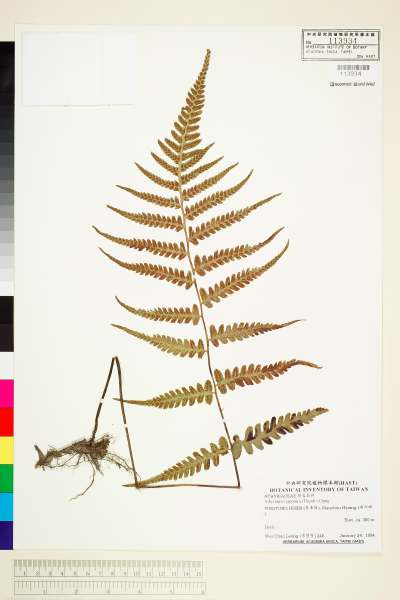 學名:Athyriopsis japonica (Thunb.) Ching