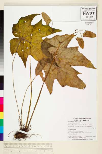 中文種名:Begonia macrotoma Irmsch.