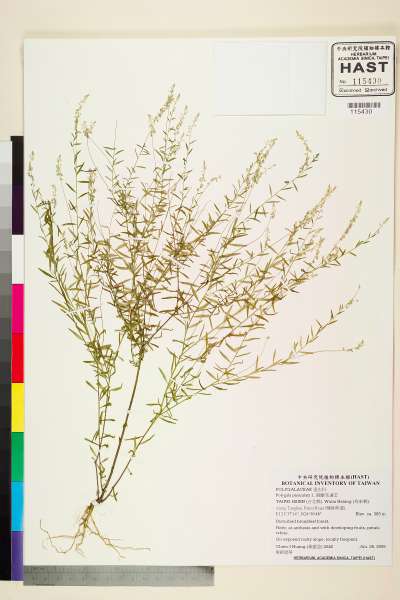 中文種名:圓錐花遠志學名:Polygala paniculata L.