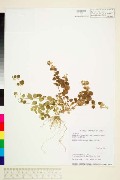 中文種名:白花草(金錢薄荷)學名:Leucas mollissima Wall. var. chinensis Benth.