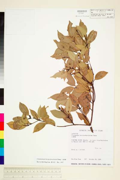 中文種名:小葉樟學名:Cinnamomum brevipedunculatum C. E. Chang