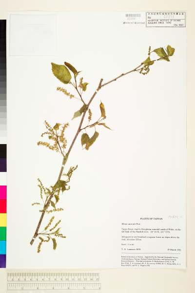 中文種名:小桑樹學名:Morus australis Poir.