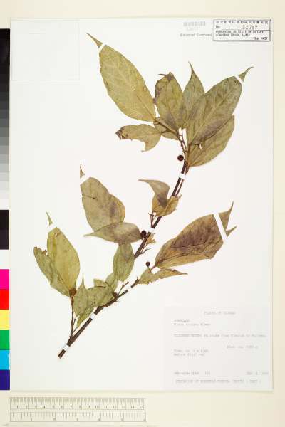 中文種名:澀葉榕學名:Ficus irisana Elm.