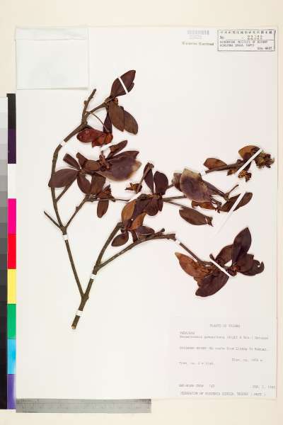 中文種名:厚皮香學名:Ternstroemia gymnanthera (Wight & Arn.) Sprague