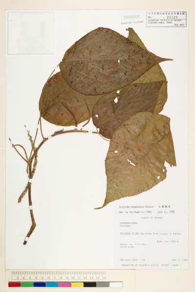中文種名:台灣鐵莧學名:Acalypha angatensis Blanco