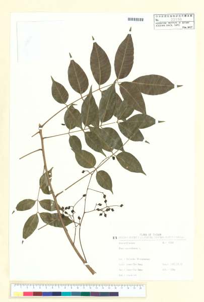 中文種名:木蠟樹