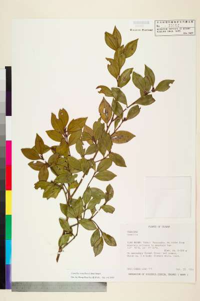 中文種名:Camellia tenuiflora Cohen Stuart