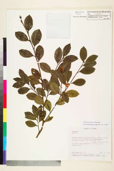 中文種名:Camellia tenuiflora Cohen Stuart學名:Camellia tenuiflora Cohen Stuart