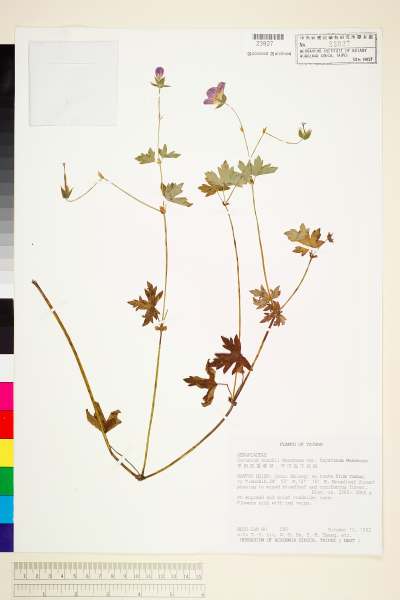 中文種名:早田牻牛兒苗學名:Geranium suzukii Masam. var. hayatanum Masam.