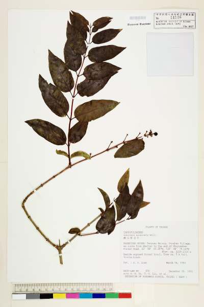 中文種名:阿里山忍冬學名:Lonicera acuminata Wall.
