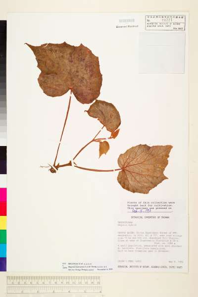 中文種名:南投秋海棠學名:Begonia nantoensis M. J. Lai & N. J. Chung