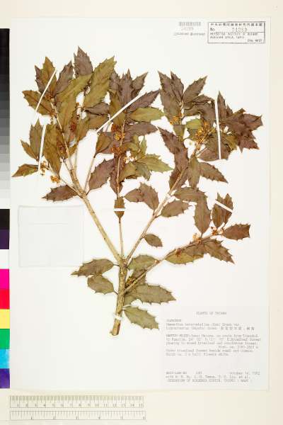 中文種名:異型葉木犀學名:Osmanthus heterophyllus (Don) Green var. bibracteatus (Hayata) Green