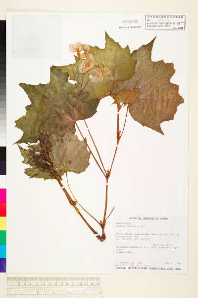 中文種名:裂葉秋海棠學名:Begonia palmata D. Don