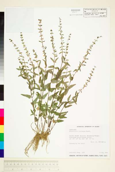 中文種名:向天盞(半枝蓮、乞丐碗、昨日荷草)學名:Scutellaria rivularis Benth.
