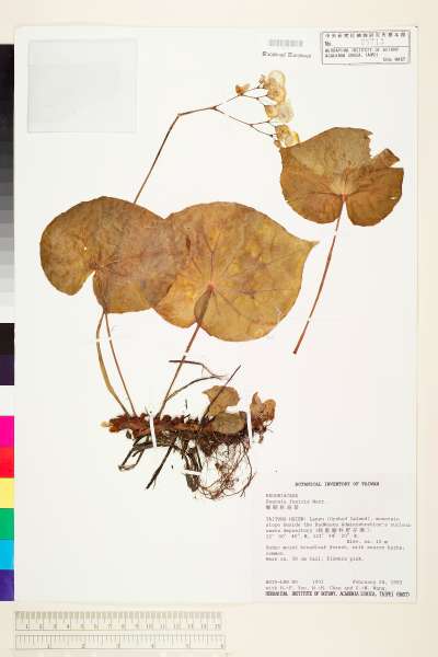 中文種名:蘭嶼秋海棠學名:Begonia fenicis Merr.
