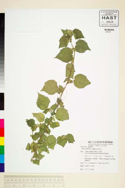 中文種名:圓葉金午時花學名:Sida cordifolia L.
