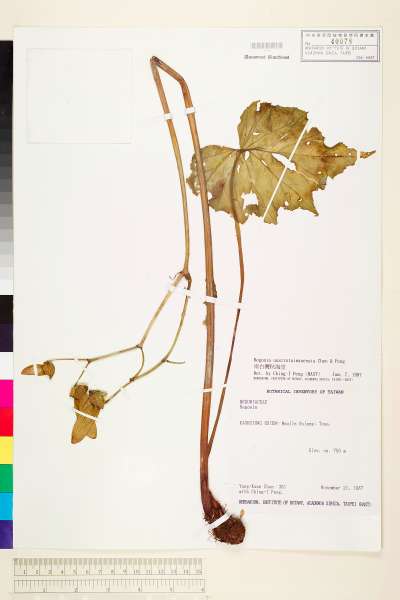 中文種名:南台灣秋海棠學名:Begonia austrotaiwanensis Y. K. Chen & C. I Peng