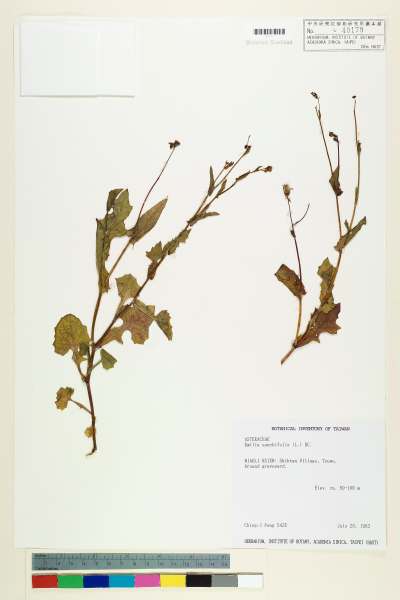 中文種名:Emilia sonchifolia (L.) DC.