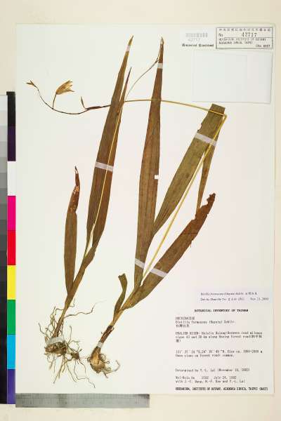 中文種名:台灣白及學名:Bletilla formosana (Hayata) Schltr.