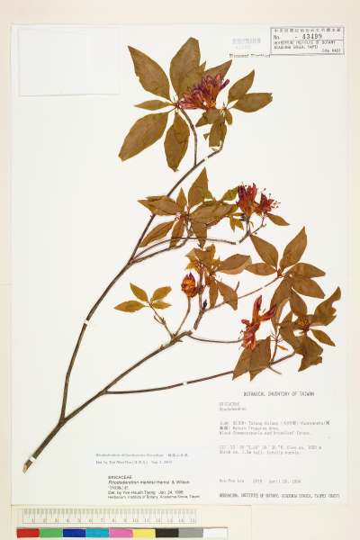 中文種名:棲蘭山杜鵑學名:Rhododendron chilanshanense Kurashige