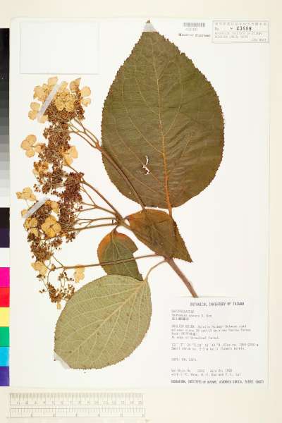 中文種名:高山藤繡球學名:Hydrangea aspera D. Don