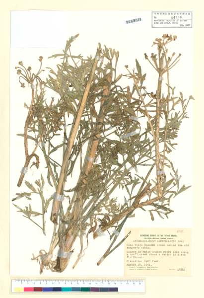 中文種名:Sphenosciadium capitellatum A. Gray