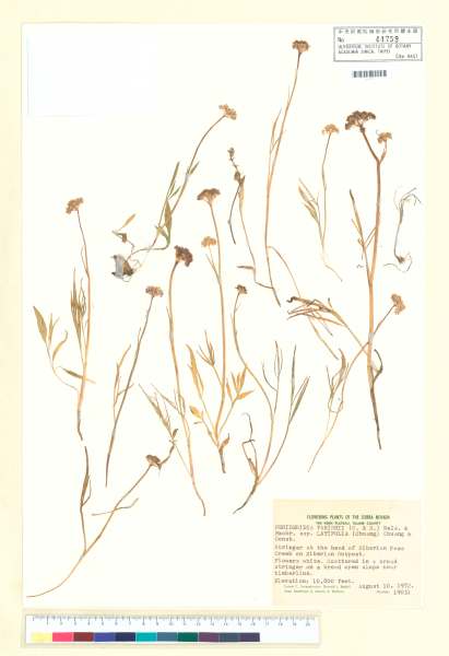 中文種名:Perideridia parishii (J. M. Coult. & Rose) A. Nelson & J. F.