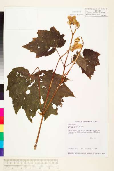 中文種名:巒大秋海棠學名:Begonia laciniata Roxb.