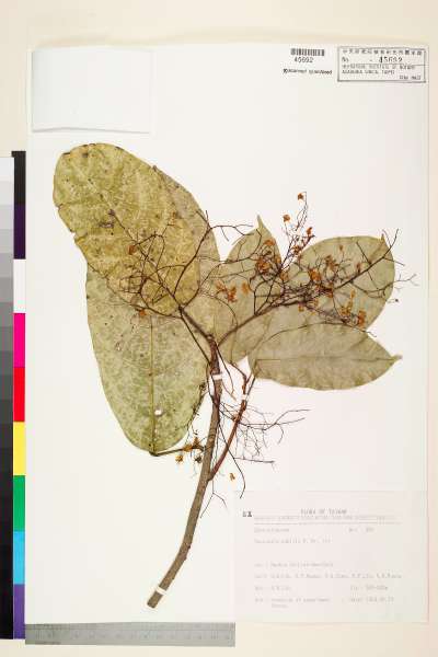 中文種名:鳳眼果(蘋婆)學名:Sterculia nobilis R. Brown