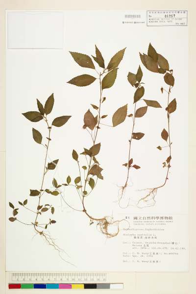 中文種名:鐵莧菜學名:Acalypha australis L.
